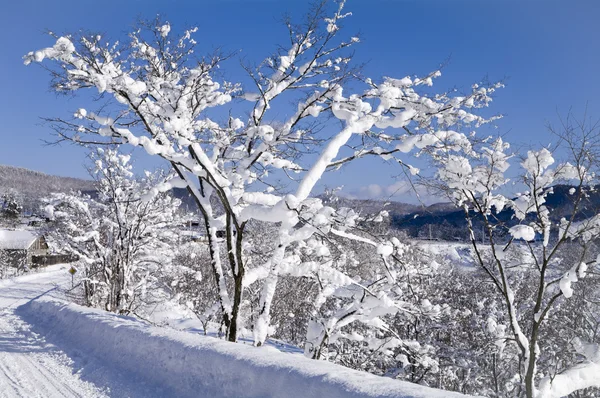 Copac acoperit cu zăpadă — Fotografie, imagine de stoc
