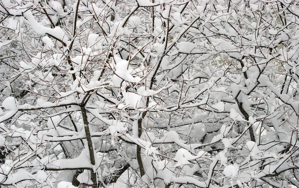 stock image Snow-clad tree