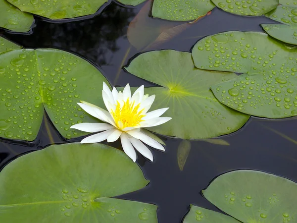 stock image Water lily