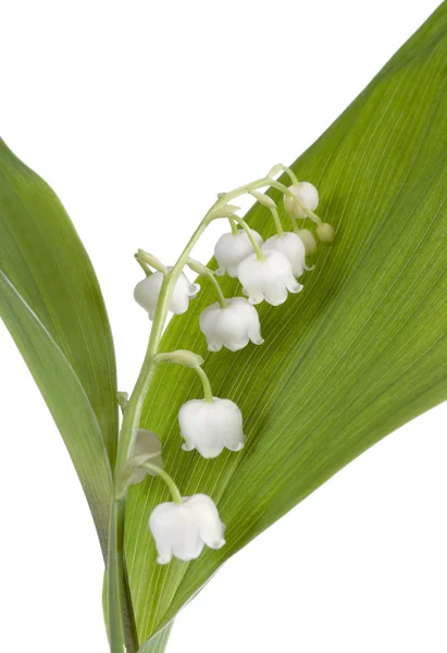 stock image Lily of the valley