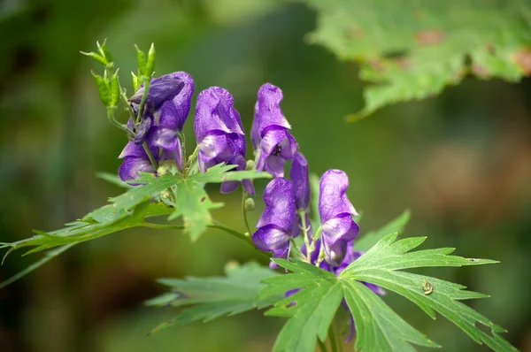 Menekşe flowerses