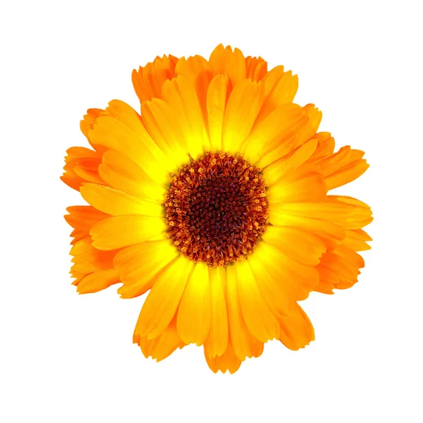 stock image Calendula