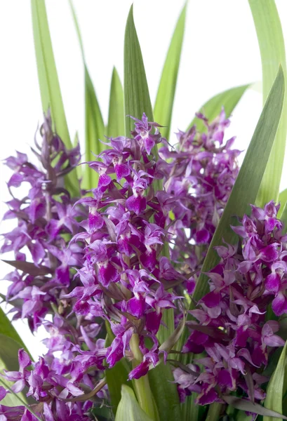 stock image Bouquet lilac flowers