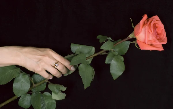 stock image Rose in hand