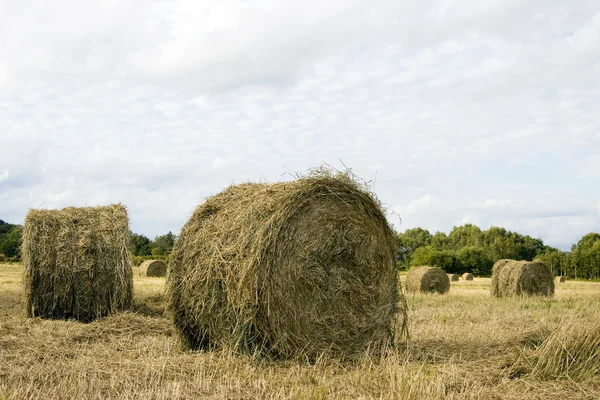 Hay rolls — Stock Photo, Image