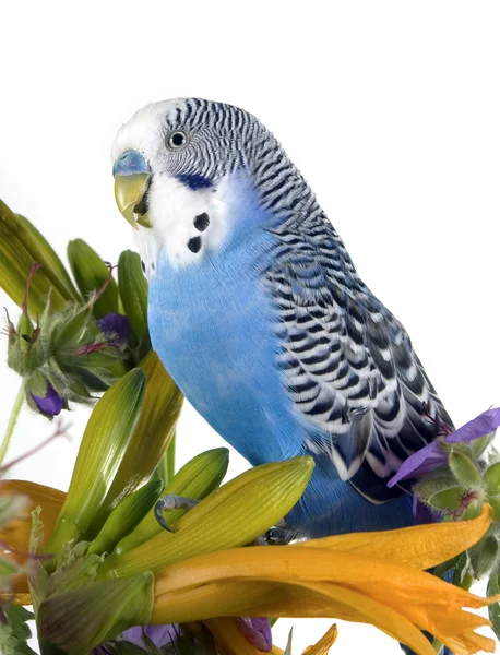 Il pappagallo si siede su un fiore — Foto Stock
