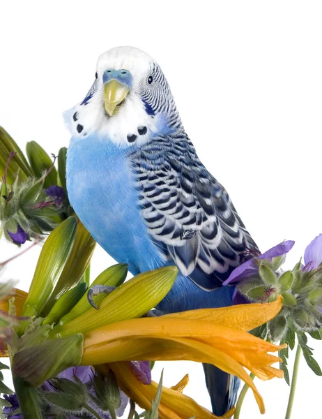 Попугай сидит на цветке — стоковое фото