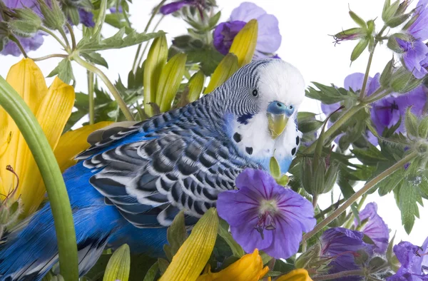 Papegoja i blomma — Stockfoto