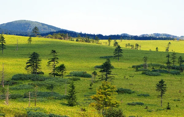 ภูเขาที่มีไม้ไผ่ Kuril — ภาพถ่ายสต็อก