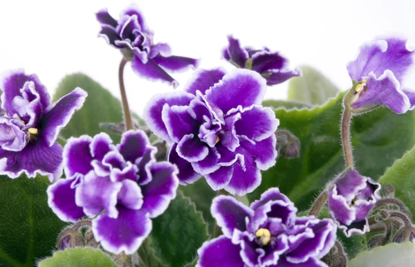 Blomst violet - Stock-foto