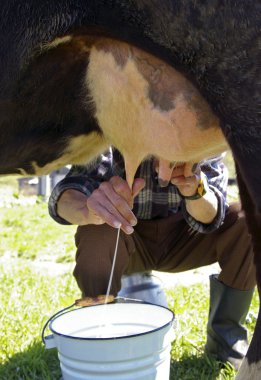 Milking of a cow clipart