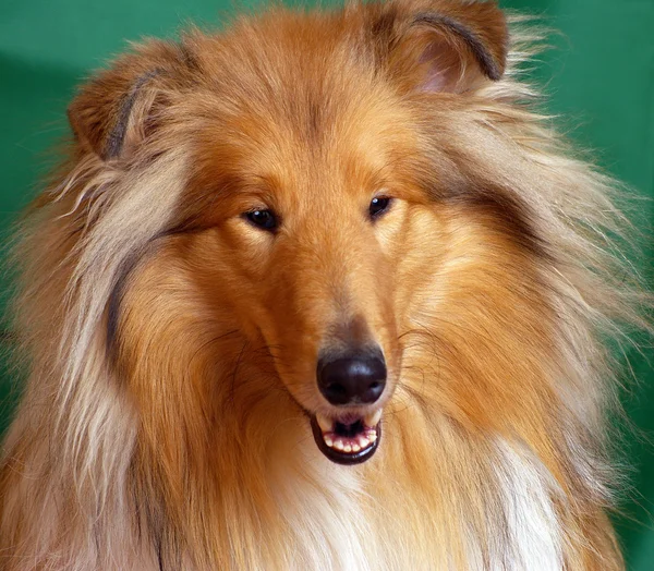 Collie Red-head — Stockfoto