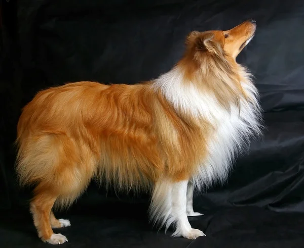 Red-head collie — Stockfoto