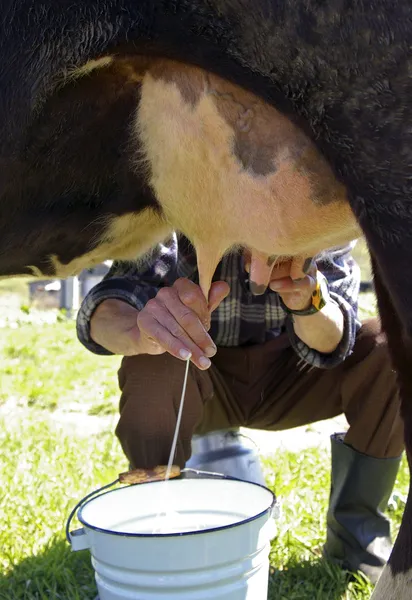Melken een koe — Stockfoto