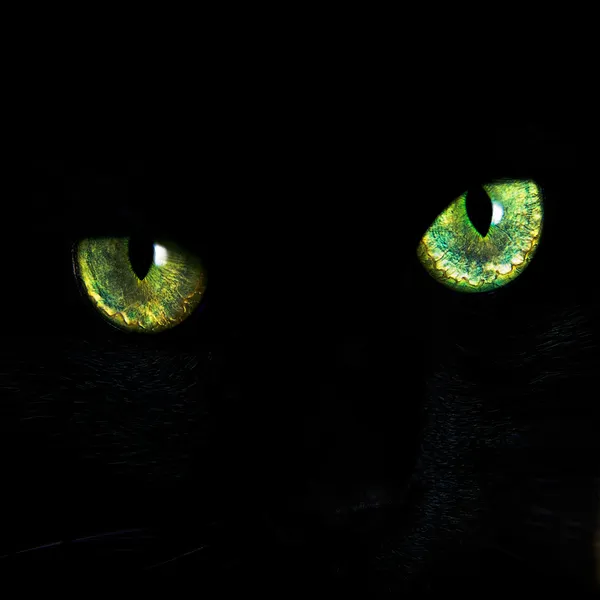 Augen einer schwarzen Katze — Stockfoto