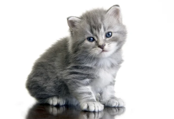 Gri kedi yavrusu — Stok fotoğraf