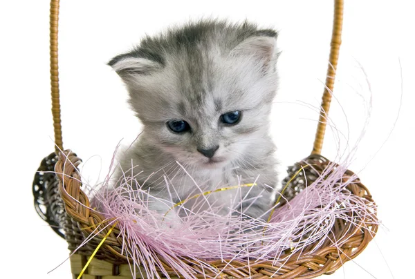 Kitten in basket — Stock Photo, Image