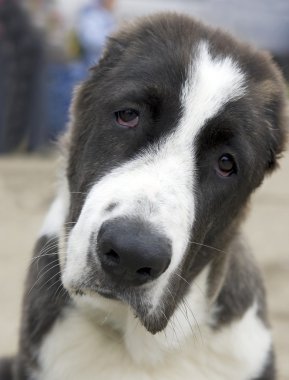Asyalı çoban köpeği