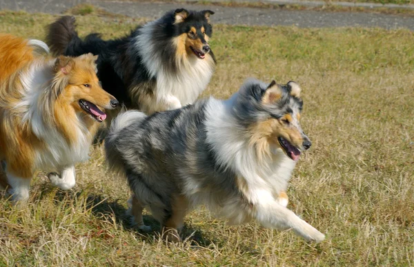 Három kutya — Stock Fotó