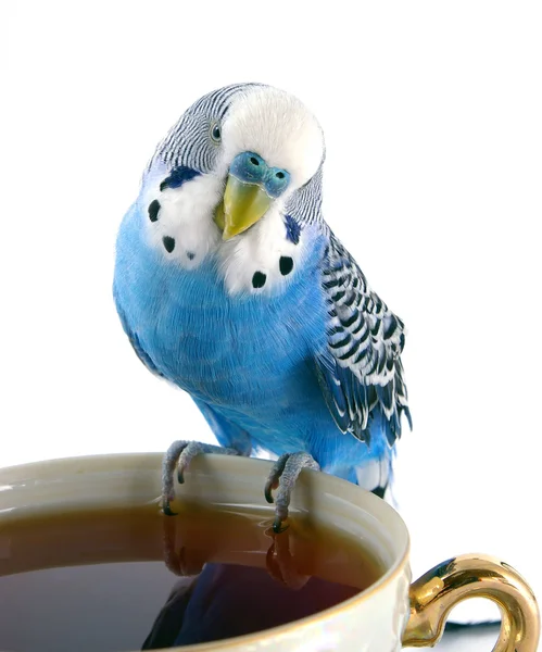 Papagei und Tasse mit Tee — Stockfoto