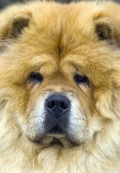 Chow-chow — Stock Photo, Image