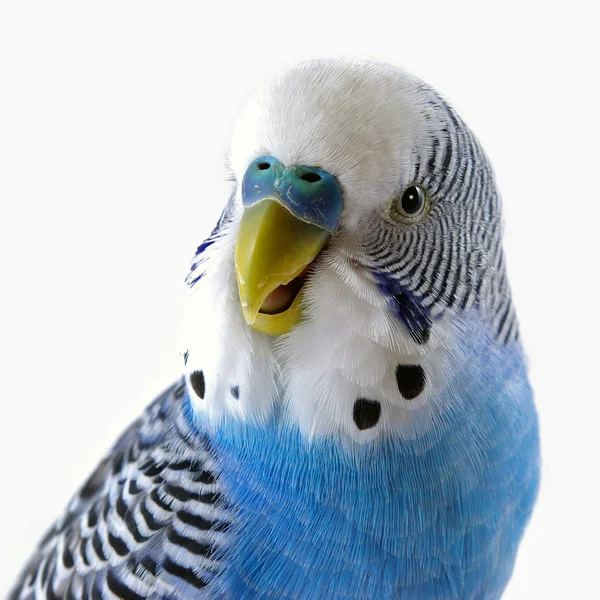 Blå papegoja Stockbild
