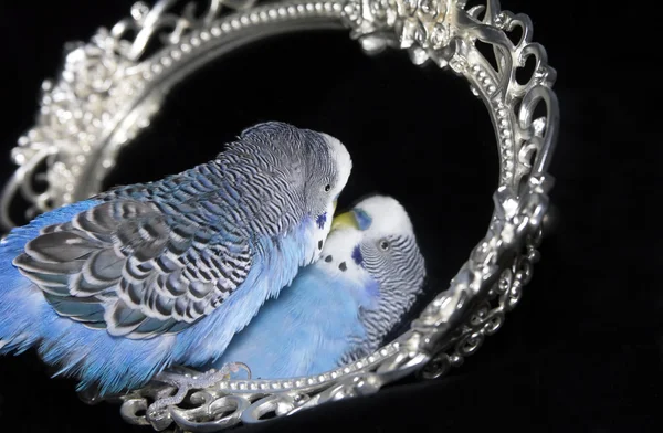 Papagaio e espelho — Fotografia de Stock