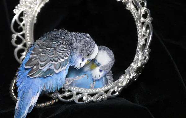 Papuga i lustro — Zdjęcie stockowe