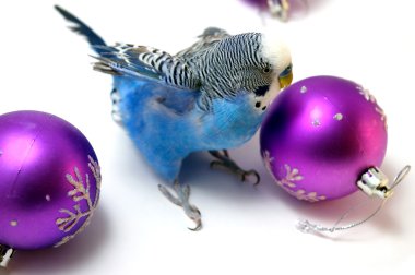 Parrot and fir tree new year's balls clipart