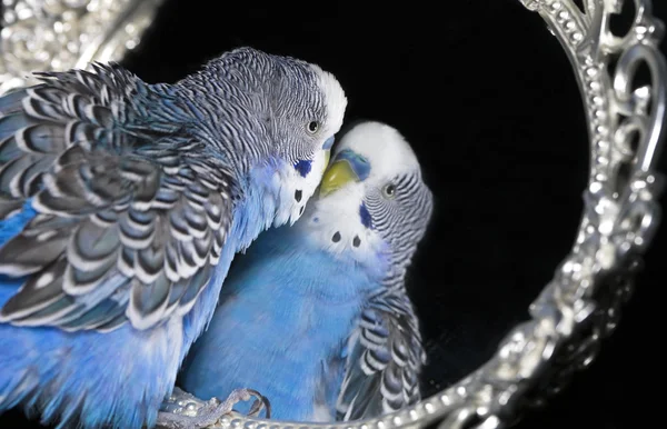 Papagaio e espelho — Fotografia de Stock