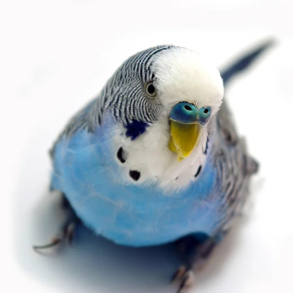 Портретный попугай — стоковое фото