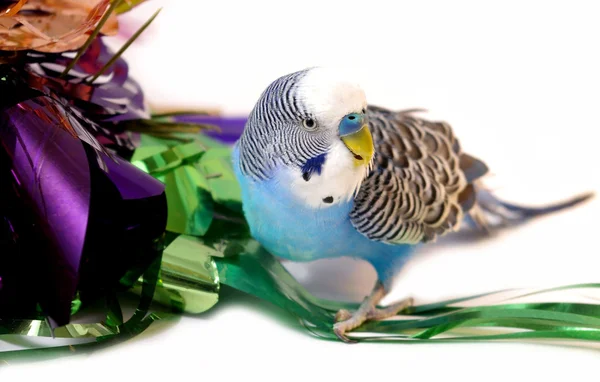 Dalgalı mavi papağan — Stok fotoğraf