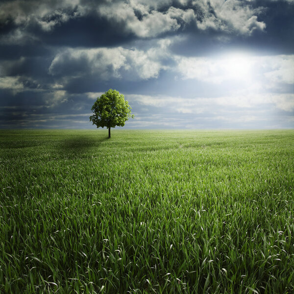 Lone tree on a plowed dirt field with dark cloudy sky