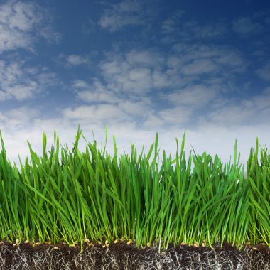 Green grass and dark soil with roots clipart