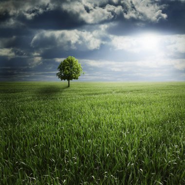 Lone Tree in Field with Storm clipart