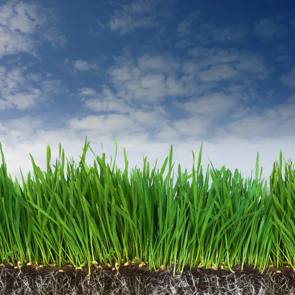 Зеленая трава и темная почва с корнями — стоковое фото