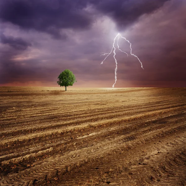 Copac singuratic și fulger — Fotografie, imagine de stoc