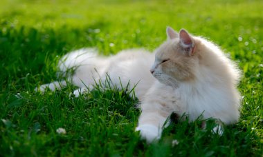 Yeşil çimenlerin üzerinde uyuyan kedi