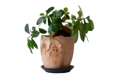 Isolated indoor plant in a pot clipart