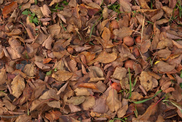 Texture of the fallen down leaves and apples — Stock Photo, Image