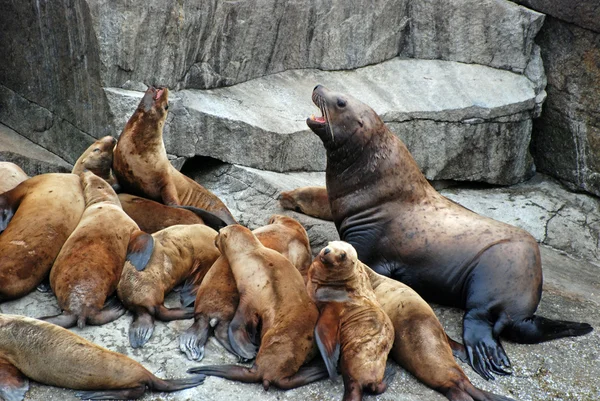 Leões do Mar Estelar no Alasca — Fotografia de Stock