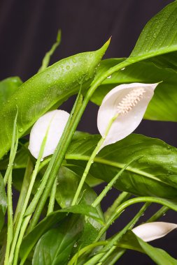 Spathiphyllum clipart