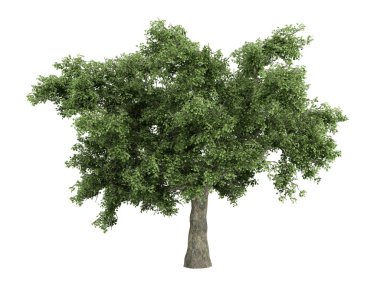 Oak or Quercus clipart