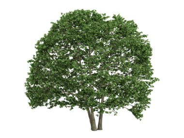 Alder or Alnus clipart