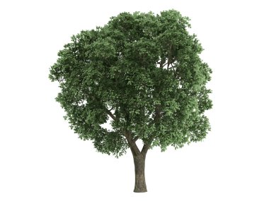 Elm or Ulmus clipart