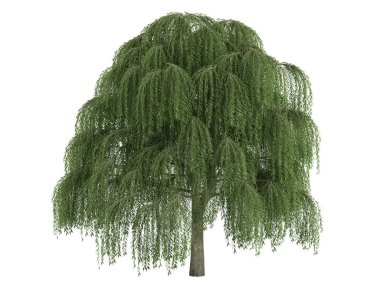 Willow or Salix clipart