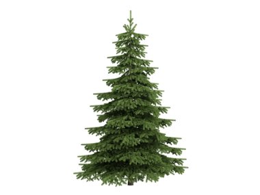 Spruce or Picea clipart