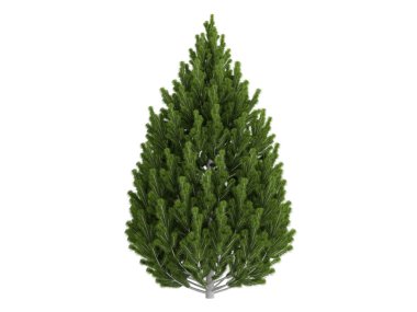Pine or Pinus leucodermis clipart