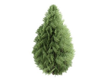 Cypress or Chamaecyparis lawsoniana clipart