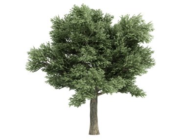Oak or Quercus petraea clipart